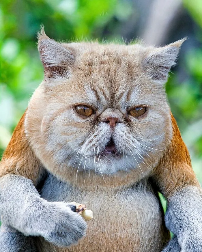Imaginary creature with a cat's face and monkey's body holding a nut.