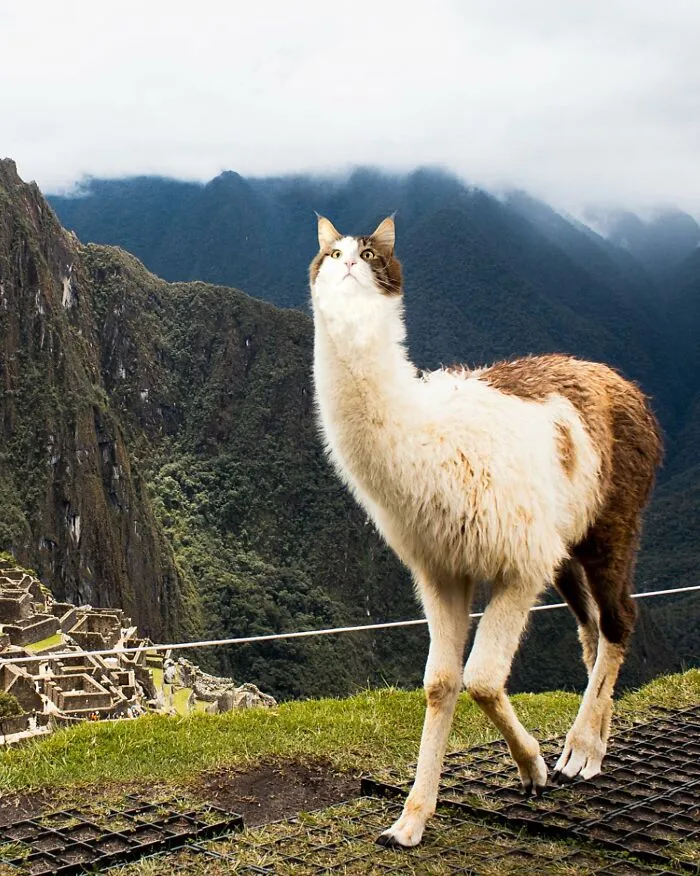 Imaginary creature with a cat's head and a llama's body, set against a mountainous background.