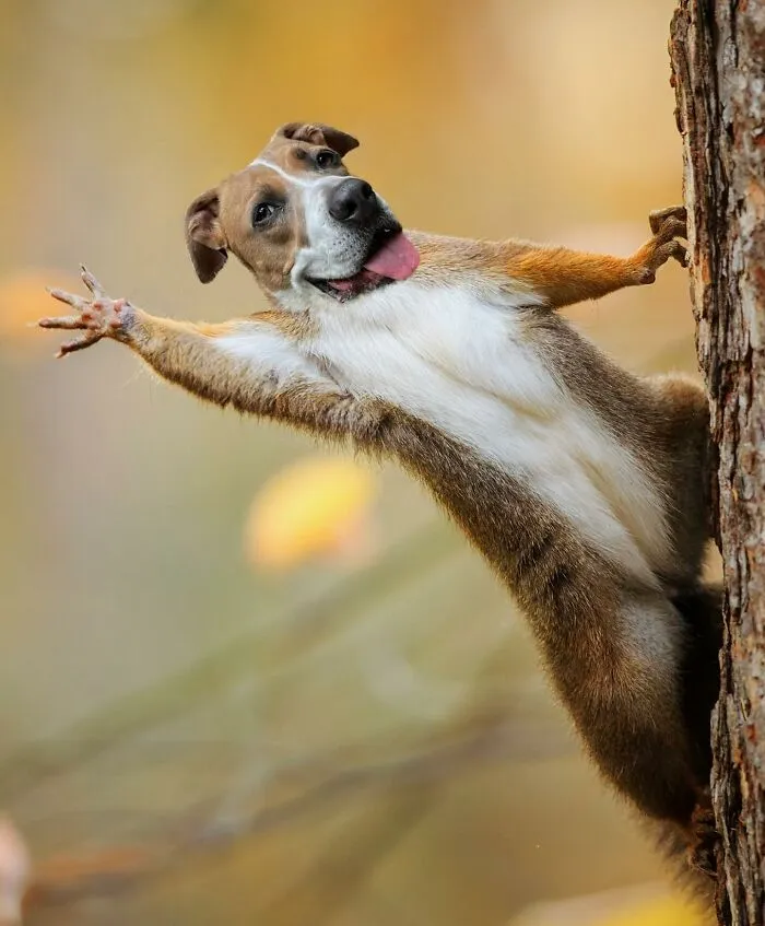 68 Imaginary Creatures That I Photoshopped By Fusing Two Existing Ones