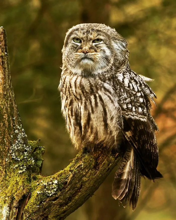 68 Imaginary Creatures That I Photoshopped By Fusing Two Existing Ones