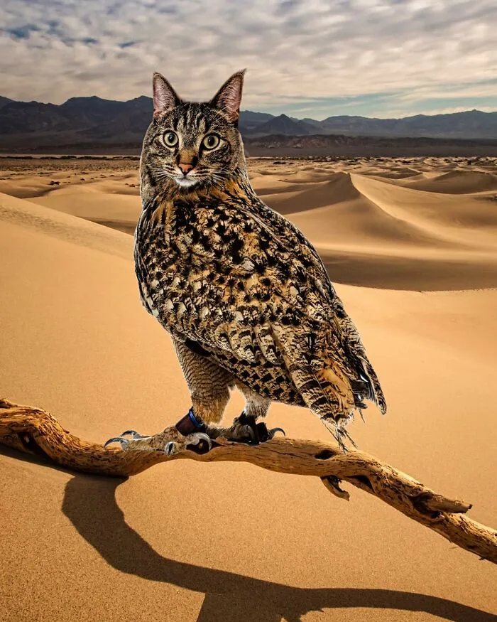 Imaginary creature with a cat's head and owl's body perched on a branch in a desert landscape.