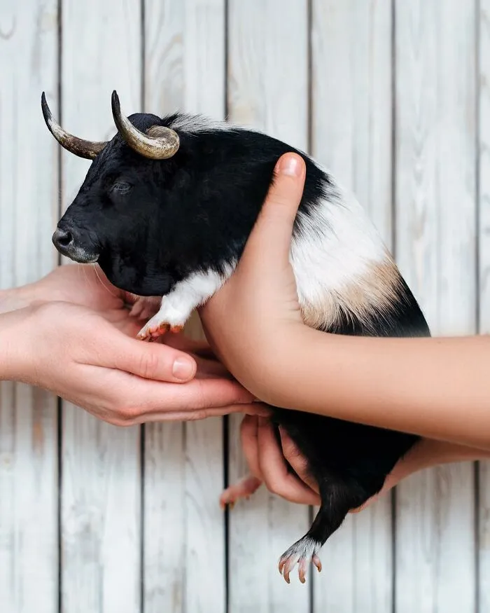 68 Imaginary Creatures That I Photoshopped By Fusing Two Existing Ones