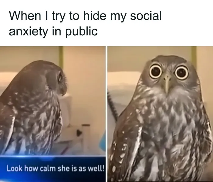 50 Animal Pics That Fit Perfectly Into Memes