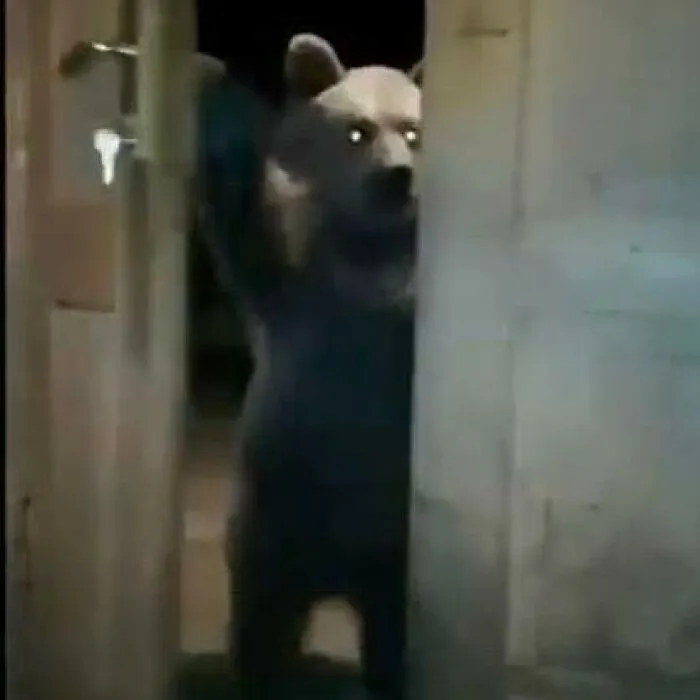 Bear peeking through a doorway at night with eyes glowing, creating a cursed and weird atmosphere.