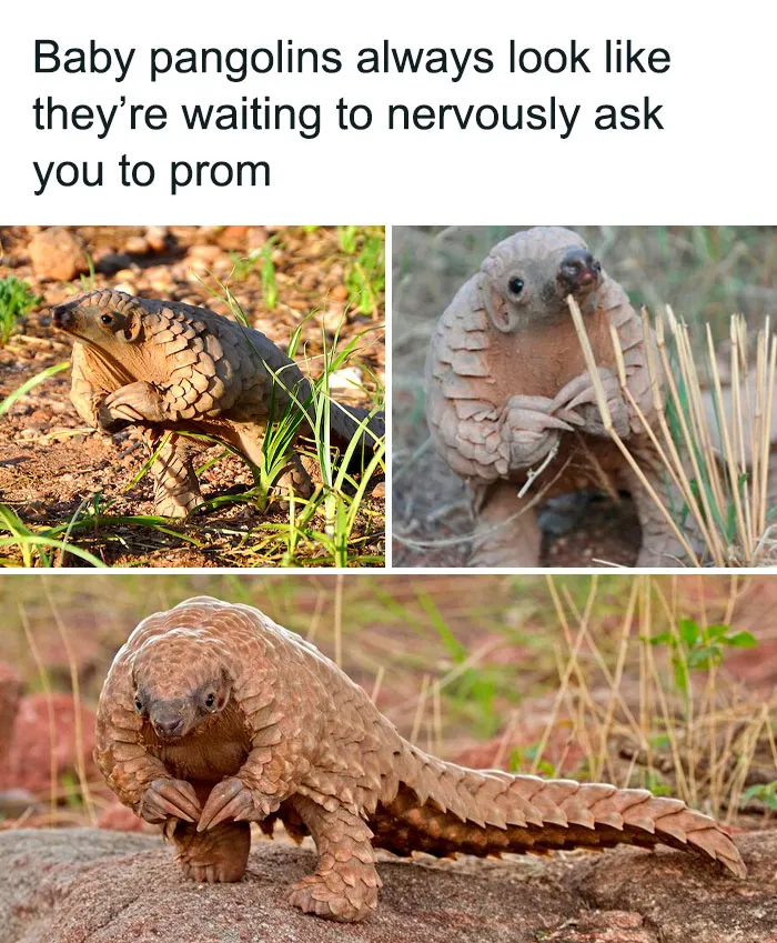 50 Animal Pics That Fit Perfectly Into Memes