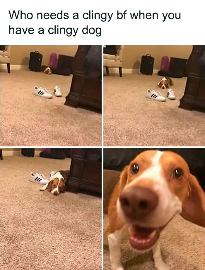 50 Animal Pics That Fit Perfectly Into Memes