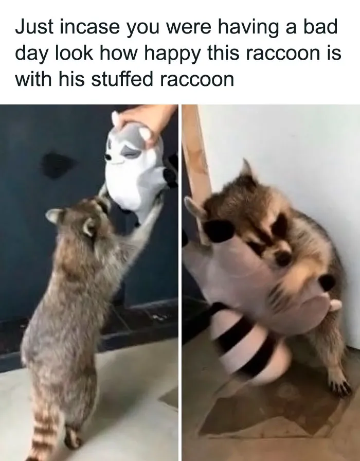50 Animal Pics That Fit Perfectly Into Memes