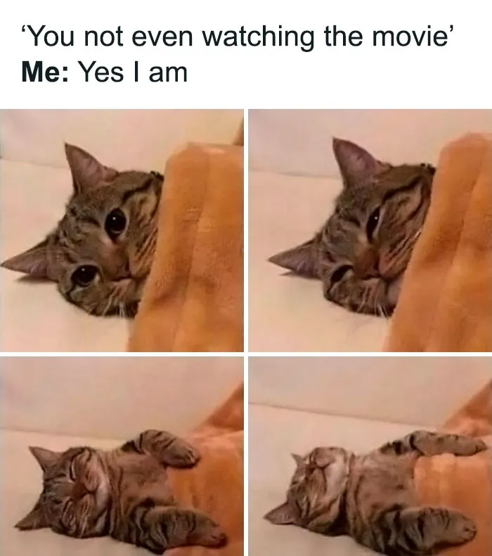 50 Animal Pics That Fit Perfectly Into Memes