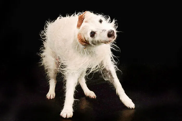 I Photographed Dogs Playing With Water (13 Pics)