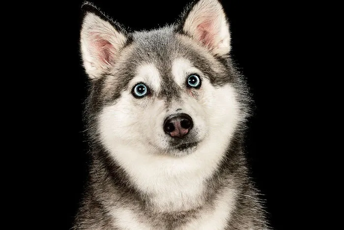 I Photographed Dogs Playing With Water (13 Pics)
