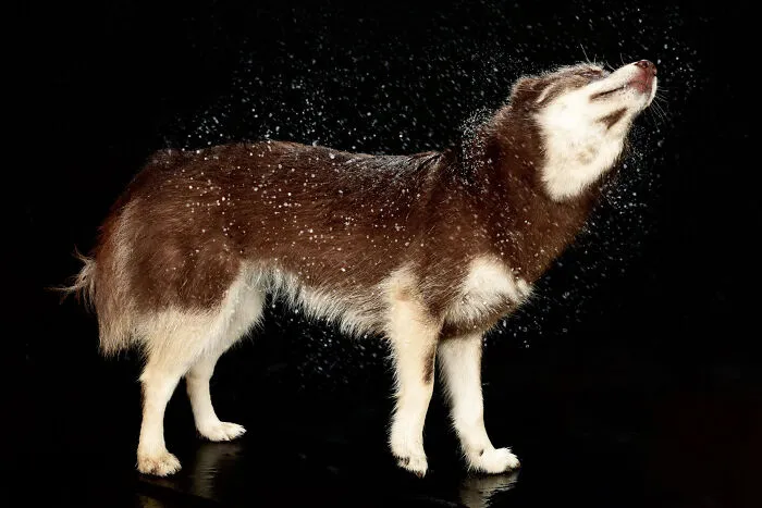 I Photographed Dogs Playing With Water (13 Pics)