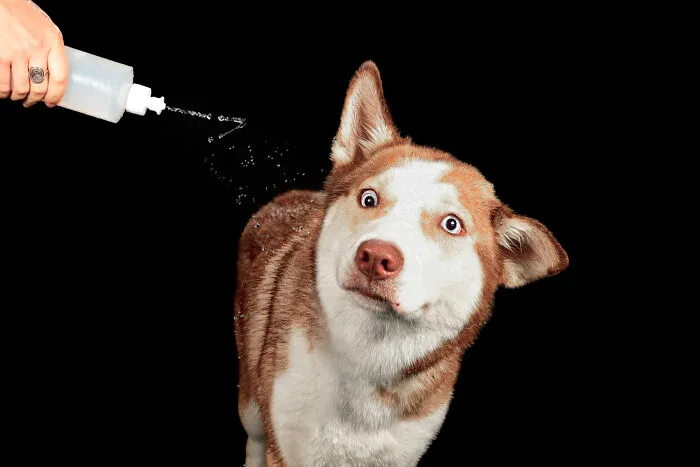 I Photographed Dogs Playing With Water (13 Pics)