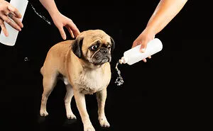 I Photographed Dogs Playing With Water (13 Pics)