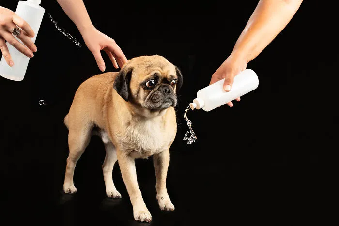 I Photographed Dogs Playing With Water (13 Pics)
