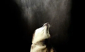 I Photographed Dogs Playing With Water (13 Pics)