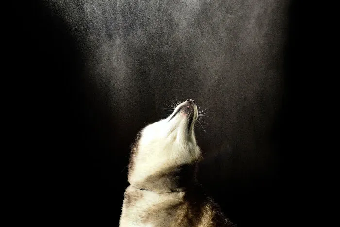 I Photographed Dogs Playing With Water (13 Pics)