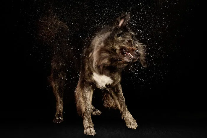 I Photographed Dogs Playing With Water (13 Pics)
