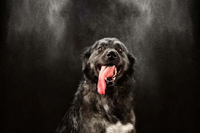 I Photographed Dogs Playing With Water (13 Pics)