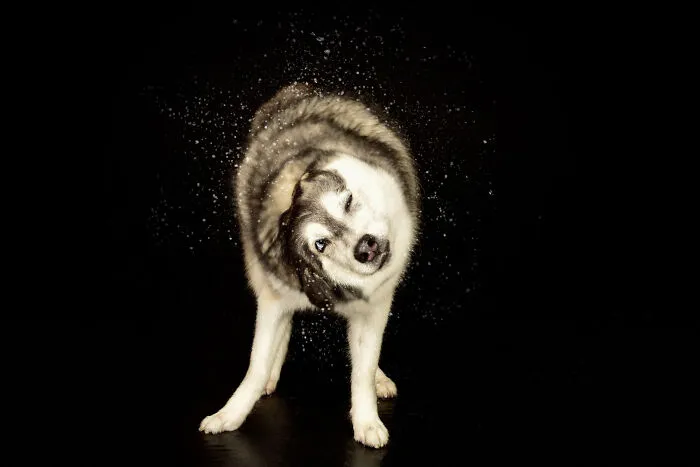 I Photographed Dogs Playing With Water (13 Pics)