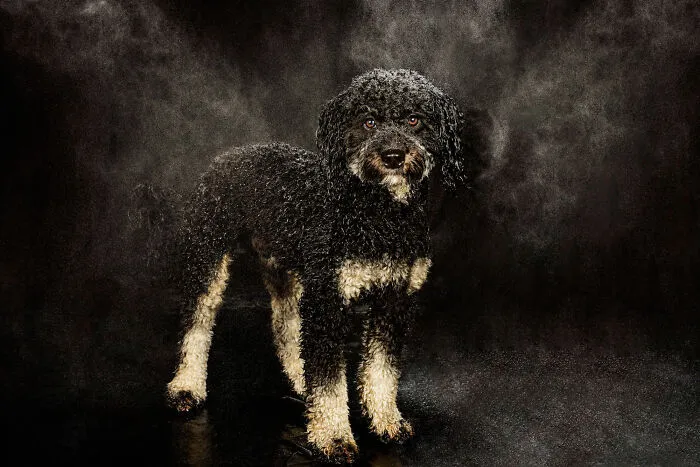 I Photographed Dogs Playing With Water (13 Pics)