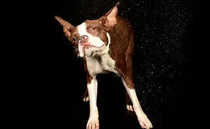 I Photographed Dogs Playing With Water (13 Pics)