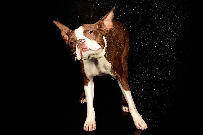 I Photographed Dogs Playing With Water (13 Pics)