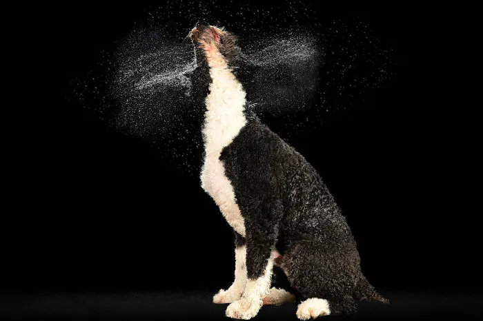 I Photographed Dogs Playing With Water (13 Pics)