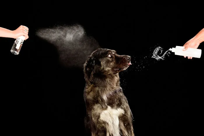 I Photographed Dogs Playing With Water (13 Pics)