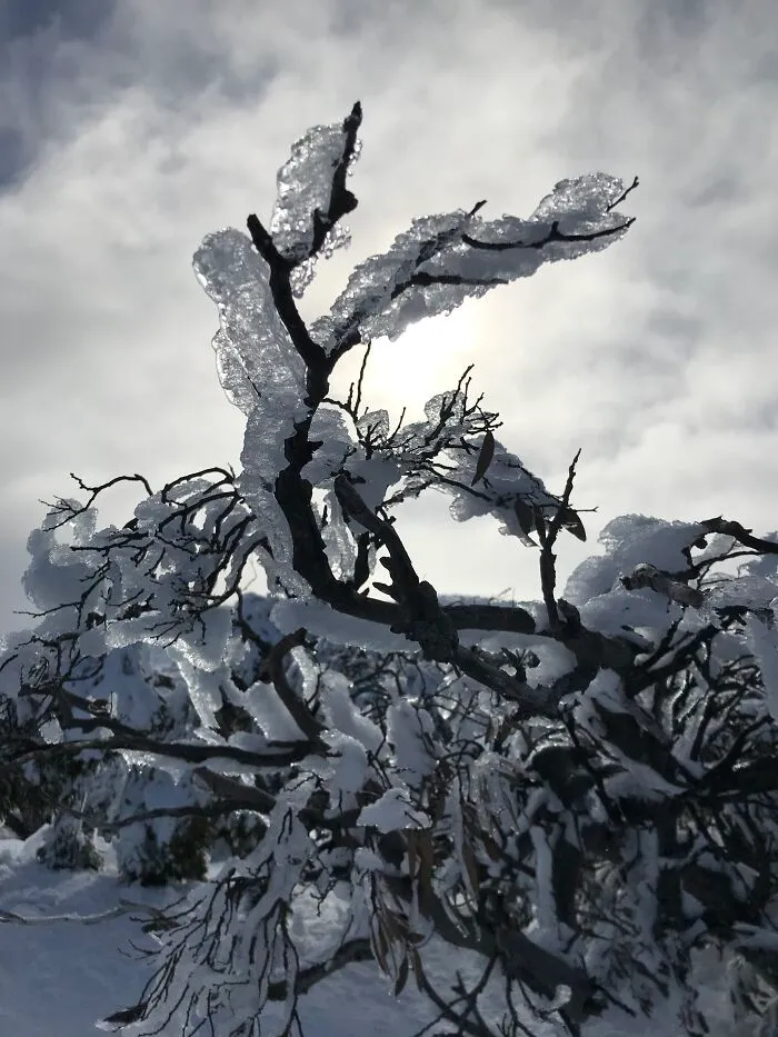Snow Tree Nsw