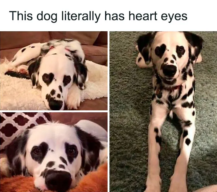 50 Animal Pics That Fit Perfectly Into Memes
