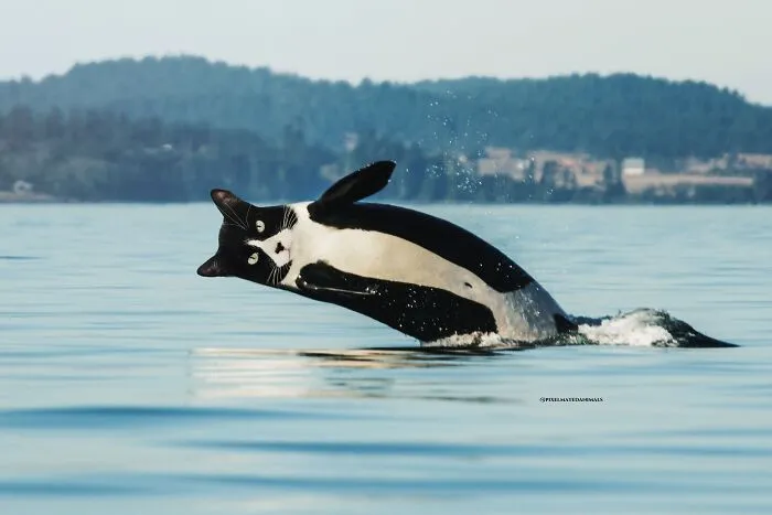 Orcat