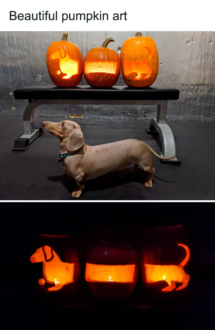 50 Animal Pics That Fit Perfectly Into Memes