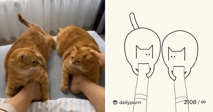 35 New “Daily Purrr” Illustrations Featuring The Funniest Internet-Famous Cats