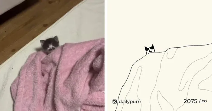 35 New “Daily Purrr” Illustrations Featuring The Funniest Internet-Famous Cats