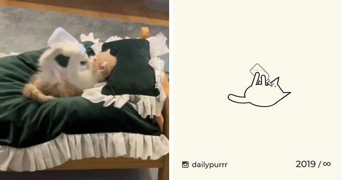 35 New “Daily Purrr” Illustrations Featuring The Funniest Internet-Famous Cats