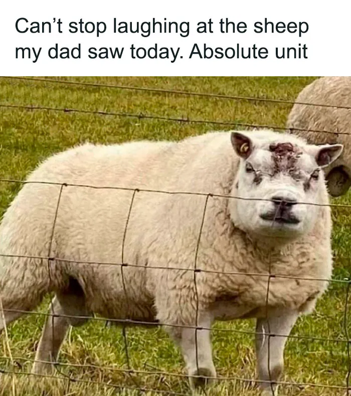 50 Memes That Display British Humor At Its Finest