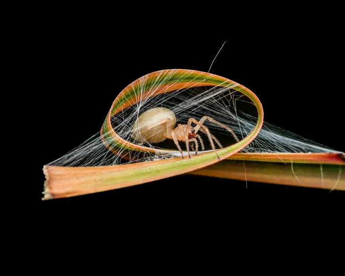 3rd Place In The Category Of Animals "Natural Architecture" By David Joseph