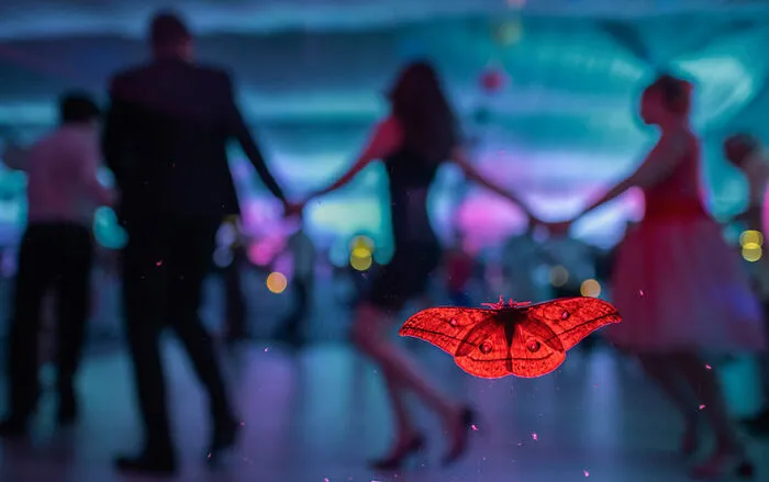 1st Place In The Category Of Butterflies And Dragonflies: "The Wedding Guest" By Csaba Daróczi