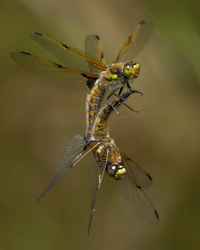 2nd Place In The Category Of Butterflies And Dragonflies: "Letting Go" By Steve Russell