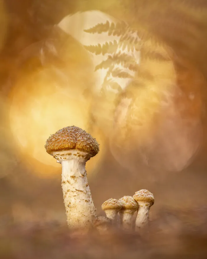 2nd Place In The Category Of Fungi And Slime Moulds: "Autumn Emergence" By Jay Birmingham