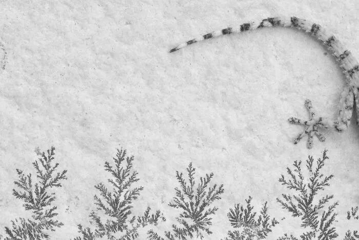 1st Place In The Category Of Young: "Small Wanders" By Carlos Pérez Naval