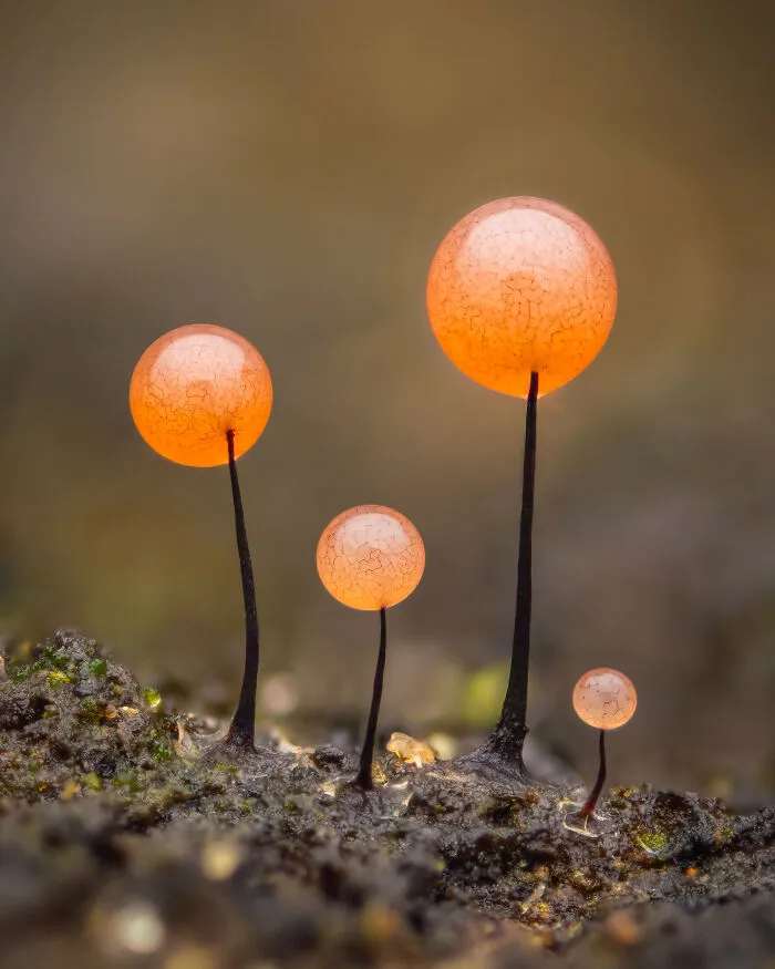 2nd Place In The Category Of Young: "Comatricha Nigra" By Alexis Tinker-Tsavalas