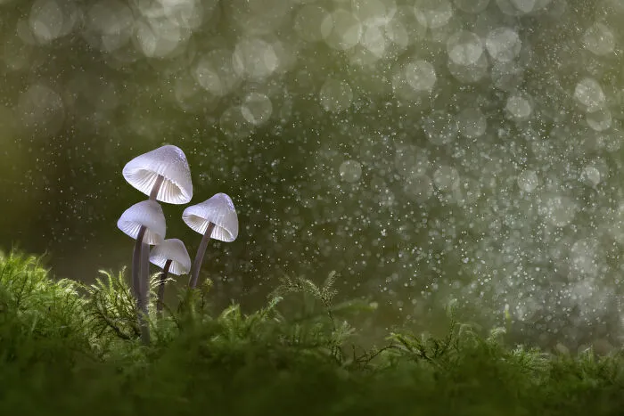 3rd Place In The Category Of Fungi And Slime Moulds: "Fungi And Fairy Dust" By Sophia Spurgin
