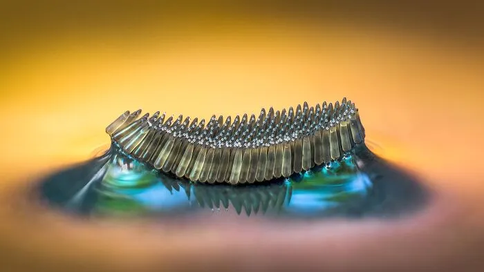 2nd Place In The Category Of Insects: "Mosquito Egg Raft" By Barry Webb