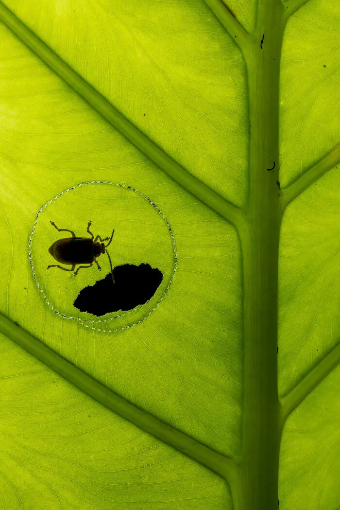 3rd Place In The Category Of Insects: "Circular Trenching Behavior By A Leaf Beetle" By Liang Fu