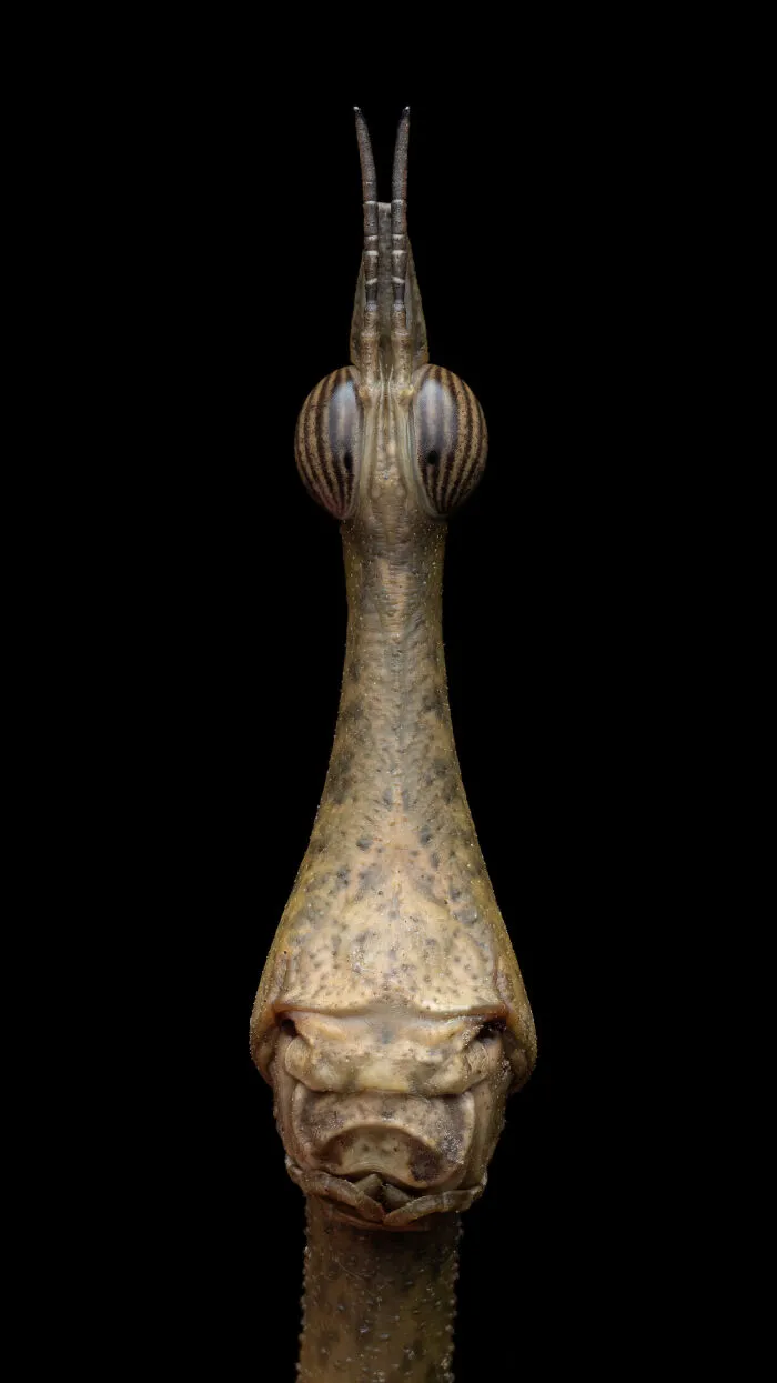 1st Place In The Category Of Invertebrate Portrait: "Jumping Stick" By Tibor Molnar