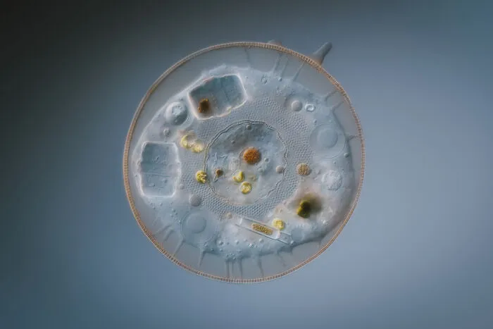2nd Place In The Category Of Micro: "Amoeba" By Håkan Kvarnström