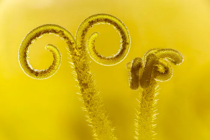 3rd Place In The Category Of Micro: "Twisted Dandelion" By Harald Cederlund