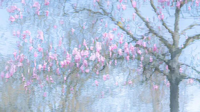 1st Place In The Category Of Plants: "Reflexion" By Ria Bloemendaal