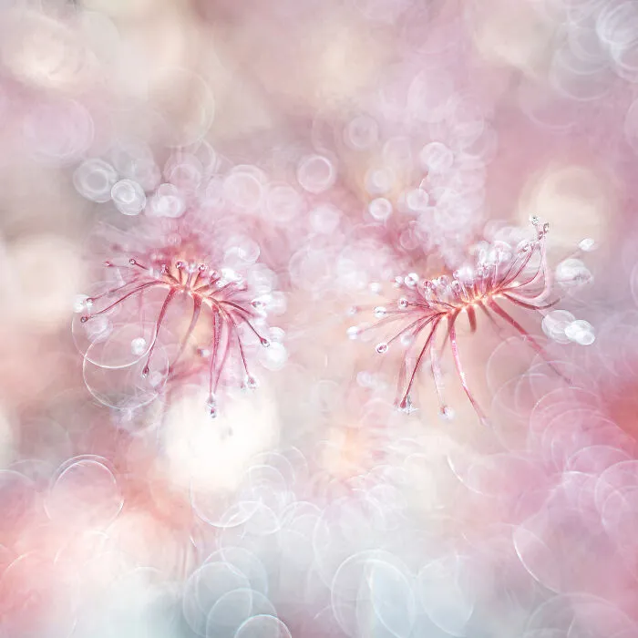 2nd Place In The Category Of Plants: "Tears In My Eyes" By Wim Vooijs